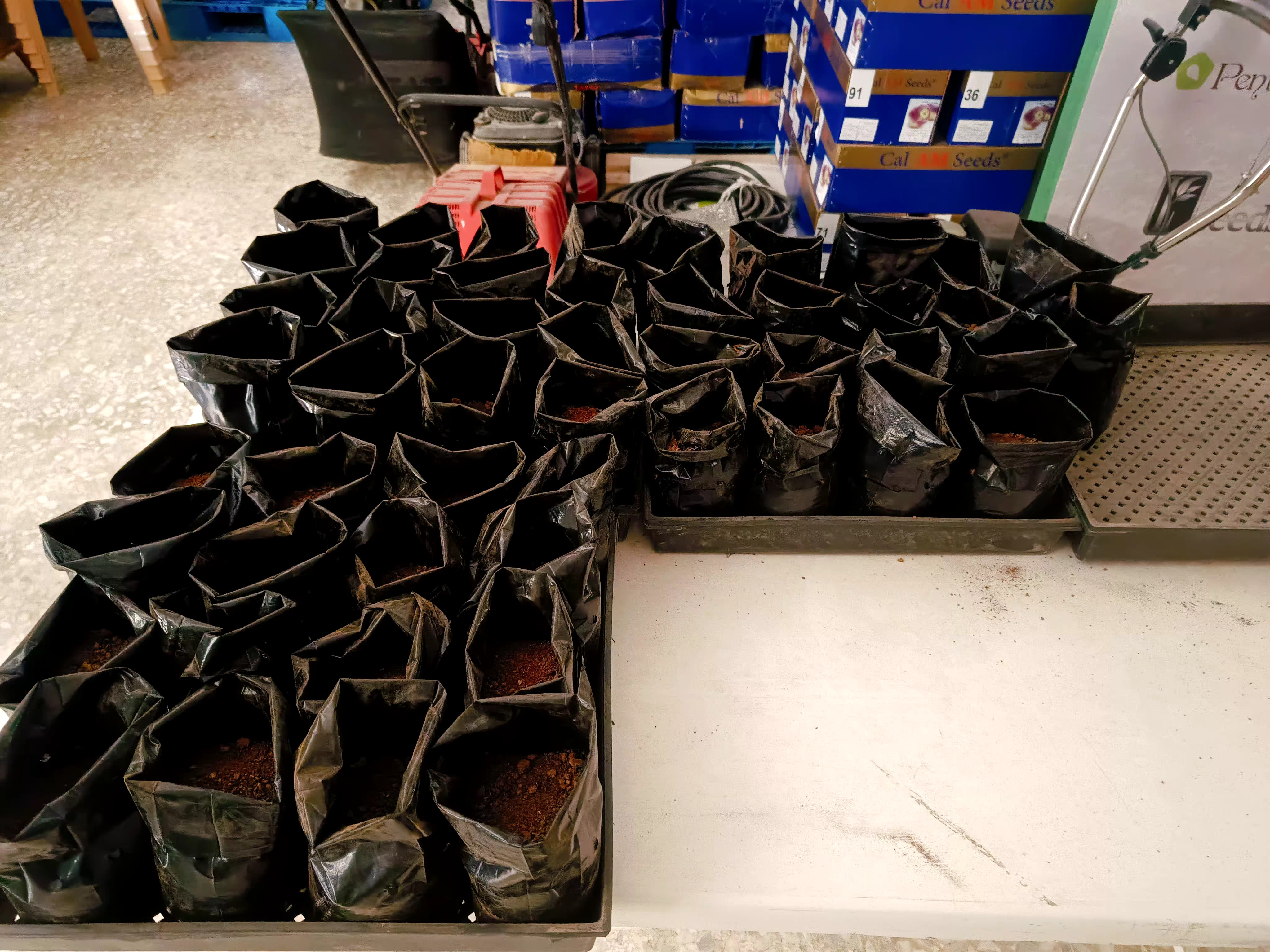 Making soil mix for the Moringa planting. Shared on how to make soil mix with the local team.