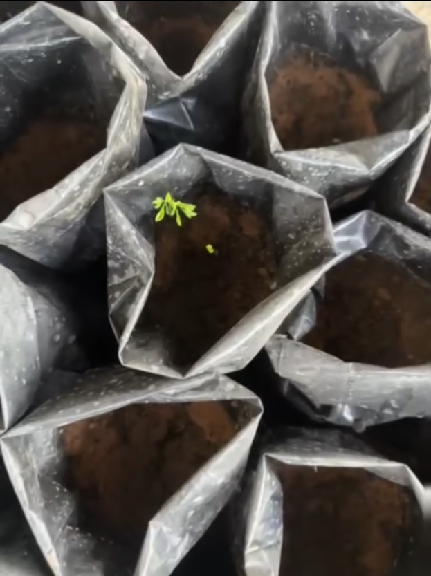 Our first Moringa seeds in Damascus have sprouted!