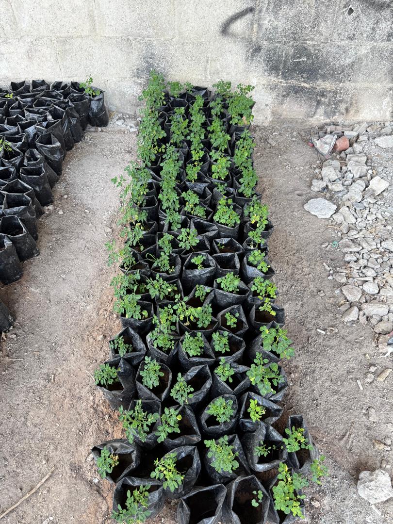 After 2 months we have the results of our initial planting. The Juntai heirloom seeds performed the best!