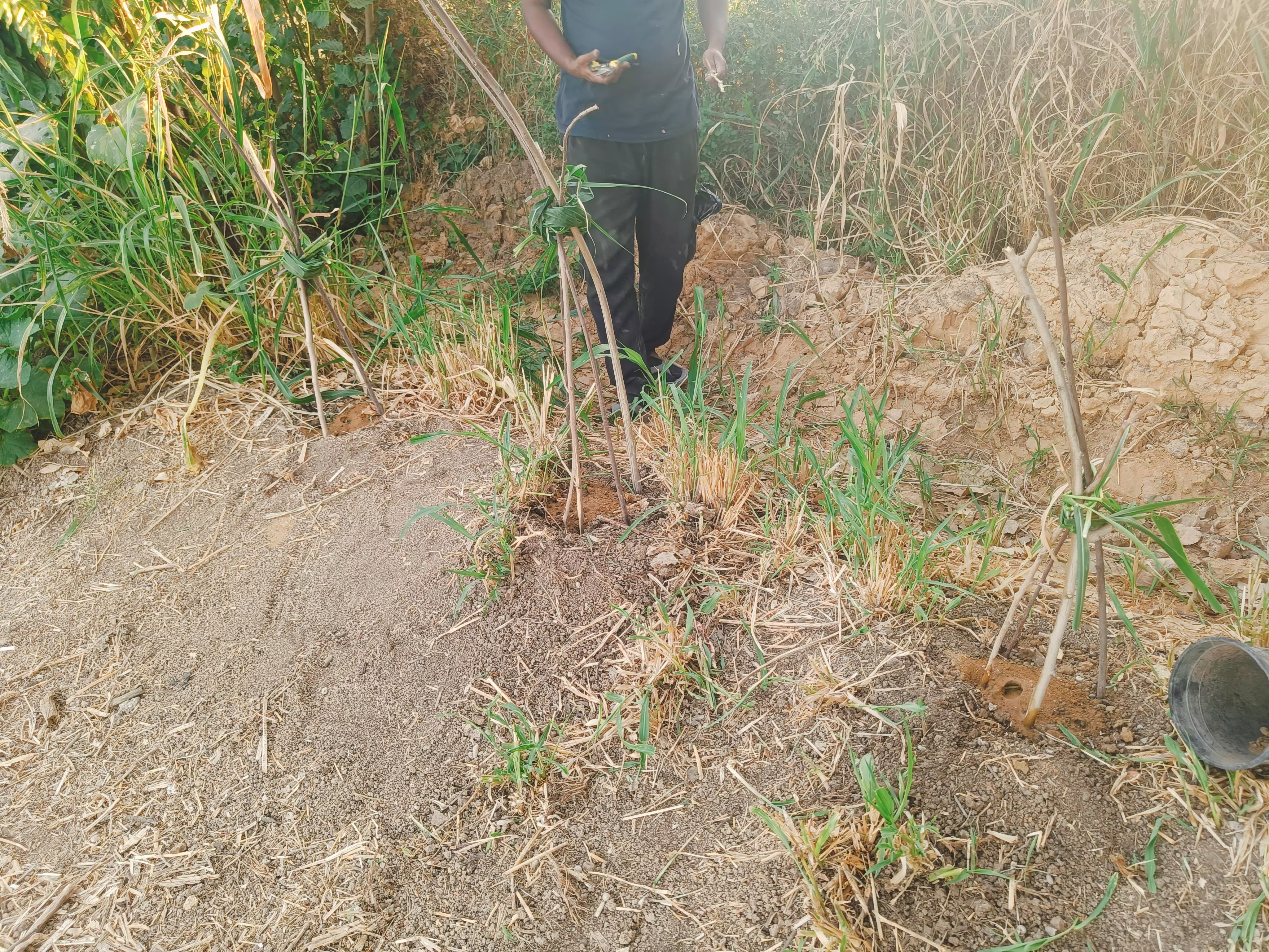 Direct Seeding Moringa Trees at Ustadh Feras Pilot Farm